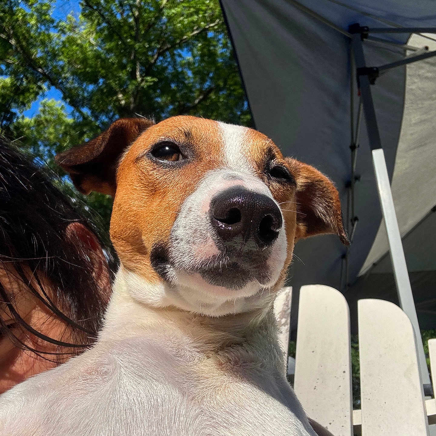 Bingo joined the competition — help win amazing prizes! dog, jack_russell, outdoor, sunlight, tree, greenery, chair, person_partially_visible, white, pet, animal, canine, nature, summer, shade, tent, close_up, portrait, relaxing, daytime