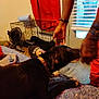 dog, bed, person, hand, dog_crate, fan, window, blinds, blanket, collar, indoor, furniture, curtain, arm, paw, fabric, room, red_clothing, leash, resting
