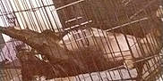 Blackie is registered to the contest to win money with this photo: dog, cage, metal, blanket, indoor, floor, pet, animal, resting, crate, wire, furniture, home, blur, tilted, brown, light, shadow, comfort, quiet