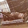 dog, cage, metal, blanket, indoor, floor, pet, animal, resting, crate, wire, furniture, home, blur, tilted, brown, light, shadow, comfort, quiet