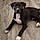 Blackie