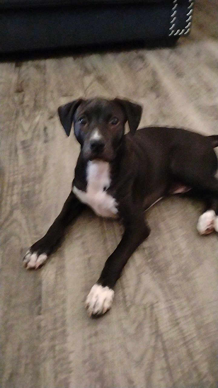 Blackie