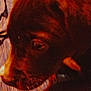 dog, brown_dog, white_paws, close_up, grainy, vintage_filter, indoor, textured_surface, pet, animal, fur, canine, paw, blurry, warm_tone, companion, domestic_animal, close_range, portrait, indoor_lighting