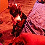 Princess joined the competition — help win amazing prizes! dog, indoor, floor, couch, blanket, hand, pet, animal, brown, black, white, tongue_out, furniture, wood_floor, casual, curious, blurry, two_dogs, resting, home