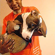 Princess is registered to the contest to win money with this photo: man, dog, holding, orange_shirt, watch, indoor, pet, animal, brown_dog, white_markings, beard, earrings, portrait, caring, bond, gentle, curious, casual_clothing, human, friendship