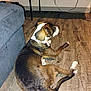 Princess is registered to the contest to win money with this photo: dog, brown, white, brindle, indoor, floor, wood_floor, couch, furniture, pet, animal, relaxed, lying_down, side_view, wall, electrical_outlet, cords, domestic, companion, resting