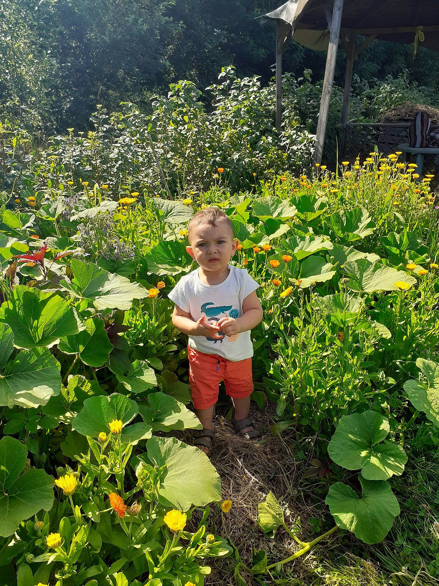 Moustapha participe au concours pour gagner de l'argent avec cette photo : agriculture, annual_plant, botany, cash_crop, crop, farm, field, flower, flowering_plant, garden, gardening, person, plant, plantation