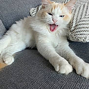 Captain is registered to the contest to win money with this photo: animal, cat, couch, cozy, cream_color, cute, feline, fluffy, fur, home, indoor, orange_color, paw, pet, pillow, relaxed, resting, stretching, whiskers, yawning