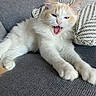 animal, cat, couch, cozy, cream_color, cute, feline, fluffy, fur, home, indoor, orange_color, paw, pet, pillow, relaxed, resting, stretching, whiskers, yawning