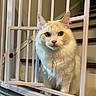 Captain is registered to the contest to win money with this photo: animal, baby_gate, cat, closeup, cream_color, curious, domestic, feline, fur, home, indoor, looking, metal, orange_color, pet, portrait, sitting, stairs, white, wood