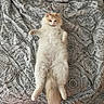 Captain is registered to the contest to win money with this photo: animal, bedspread, cat, cozy, cute, feline, fluffy, fur, home, indoor, lying_down, orange, patterned, paw, pet, relaxed, resting, soft, tail, white