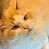 animal, blue_eyes, cat, close_up, cozy, cute, domestic_cat, face, feline, fluffy, indoor, nose, orange_fur, pet, portrait, relaxed, soft_light, warm_tones, whiskers, white_fur