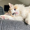 animal, blue_eyes, cat, close_up, couch, cozy, cream_fur, cute, feline, fluffy, home, indoor, paw, pet, pink_pads, relaxed, resting, soft, stretching, white_fur