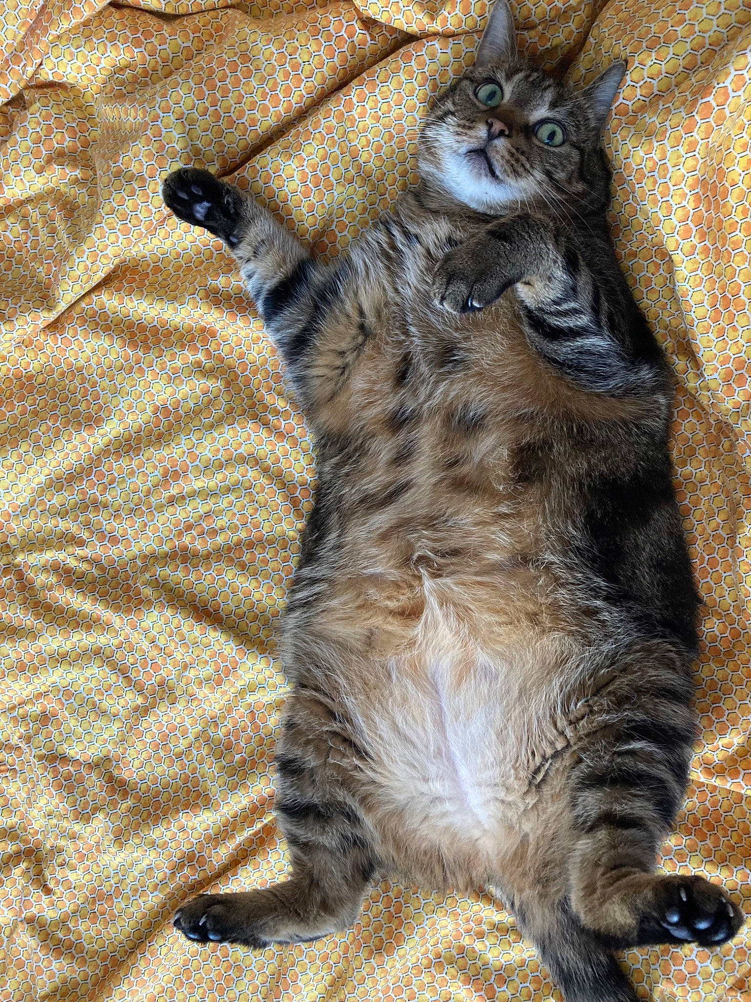 Penny is registered to the contest to win money with this photo: carnivore, cat, cat_toy, claw, comfort, domestic_short_haired_cat, fawn, felidae, foot, fur, pattern, paw, small_to_medium_sized_cats, snout, tail, terrestrial_animal, whiskers