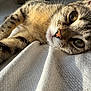Victoire participe au concours pour gagner de l'argent avec cette photo : animal, blanket, cat, close_up, cozy, cute, eyes, feline, fur, indoor, laying_down, nose, paw, pet, relaxing, resting, sunlight, tabby, texture, whiskers