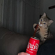 Victoire participe au concours pour gagner de l'argent avec cette photo : can, cat, coca_cola, couch, curtains, dim_lighting, domestic_animal, fingers, hand, indoor, kitten, manicure, nails, person, pet, playful, relaxing, shoulder, straw, tabby