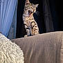 Victoire a rejoint le concours — aidez-le/la à gagner de superbes lots ! animal, cat, claws, couch, cozy, curtain, cute, domestic, fur, furniture, indoor, kitten, pet, playful, small, soft_light, tabby, whiskers, yawning, young