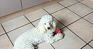 Alvin a rejoint le concours — aidez-le/la à gagner de superbes lots ! dog, poodle, white_dog, toy, pink_toy, floor, tile_floor, indoor, pet, animal, curly_fur, relaxed, lying_down, kitchen, cabinet, domestic, cute, companion, playful, guarding