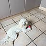 dog, poodle, white_dog, toy, pink_toy, floor, tile_floor, indoor, pet, animal, curly_fur, relaxed, lying_down, kitchen, cabinet, domestic, cute, companion, playful, guarding