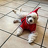 Alvin a rejoint le concours — aidez-le/la à gagner de superbes lots ! dog, white_dog, puppy, pet, costume, santa_outfit, red_clothing, tile_floor, indoors, kitchen, appliance, cabinet, cute, animal, fur, laying_down, holiday, festive, pet_clothing, small_dog