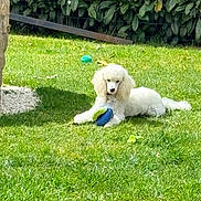 Alvin participe au concours pour gagner de l'argent avec cette photo : dog, poodle, white_dog, grass, garden, toy, greenery, sunlight, outdoor, pet, animal, playful, lawn, canine, relaxed, summer, nature, fence, shadows, wood