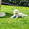 dog, poodle, white_dog, grass, garden, toy, greenery, sunlight, outdoor, pet, animal, playful, lawn, canine, relaxed, summer, nature, fence, shadows, wood