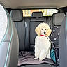 Alvin a rejoint le concours — aidez-le/la à gagner de superbes lots ! dog, poodle, pet, car_interior, backseat, blanket, pet_carrier, black_seat, leather_seat, seatbelt, window, daylight, curious, sitting, fur, collar, red_collar, animal, cute, indoor