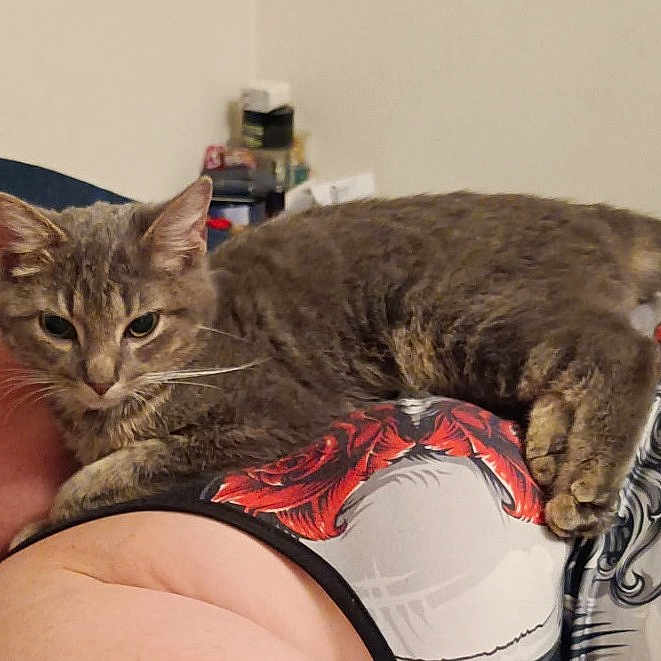 Max joined the competition — help win amazing prizes! animal, cat, close_up, comfort, ear, face, fur, gray_cat, home, human, indoor, lying_down, person, pet, relaxation, resting, shirt, skin, tattoo, whiskers