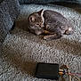 Max joined the competition — help win amazing prizes! cat, gray_cat, carpet, sofa, furniture, indoor, pet, resting, electronics, cable, black_device, cozy, relaxing, home, domestic, animal, fur, cute, quiet, floor
