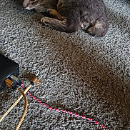 Max joined the competition — help win amazing prizes! kitten, cat, carpet, cable, charging_cable, device, indoor, pet, fur, texture, resting, animal, electronics, cord, black, brown, closeup, floor, cute, relaxed