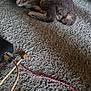animal, black, brown, cable, carpet, cat, charging_cable, closeup, cord, cute, device, electronics, floor, fur, indoor, kitten, pet, relaxed, resting, texture