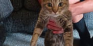 Max joined the competition — help win amazing prizes! cat, tabby, person, hand, carpet, couch, cushion, indoor, furniture, curious, wide_eyes, pet, animal, sitting, holding, blue_tank_top, leg, sock, home, living_room