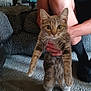 animal, blue_tank_top, carpet, cat, couch, curious, cushion, furniture, hand, holding, home, indoor, leg, living_room, person, pet, sitting, sock, tabby, wide_eyes