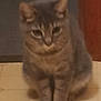 Max joined the competition — help win amazing prizes! cat, tabby, sitting, floor, indoor, pet, animal, feline, ears, whiskers, fur, legs, paws, brown, gray, striped, cute, domestic, quiet, calm