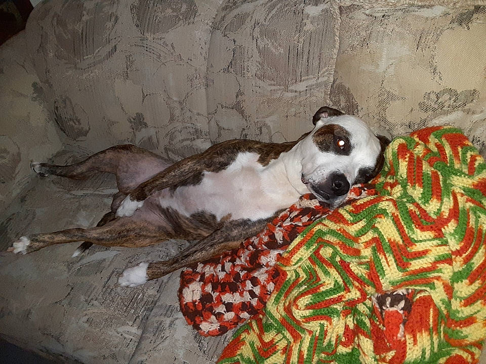 Duke is registered to the contest to win money with this photo: bed, bedding, blanket, canidae, carnivore, comfort, companion_dog, couch, dog, dog_breed, dog_supply, fawn, fur, linens, non_sporting_group, pattern, snout, sporting_group, terrestrial_animal, working_animal