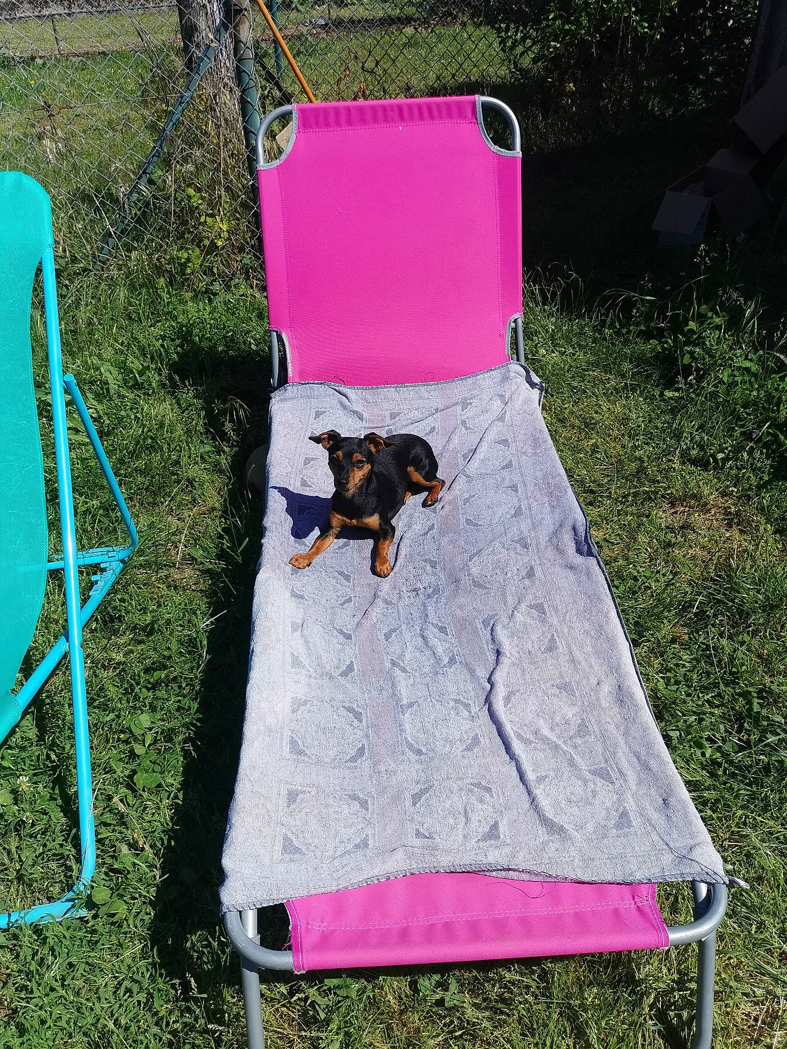 Plume participe au concours pour gagner de l'argent avec cette photo : art, bag, black, chair, dog, fashion_accessory, folding_chair, grass, green, leisure, magenta, outdoor_furniture, photograph, plant, purple, recreation, rectangle, tints_and_shades, white, yellow