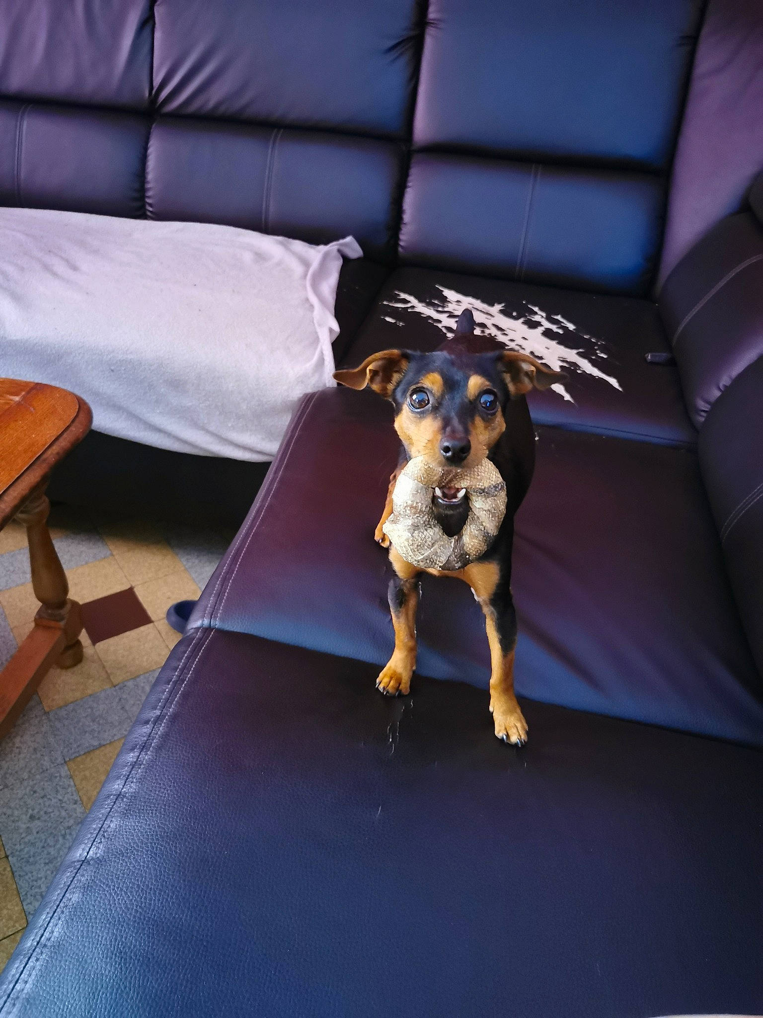 Plume participe au concours pour gagner de l'argent avec cette photo : carnivore, comfort, companion_dog, couch, dog, dog_breed, electric_blue, fawn, floor, flooring, furniture, human_leg, interior_design, leisure, purple, room, studio_couch, toy, toy_dog, working_animal