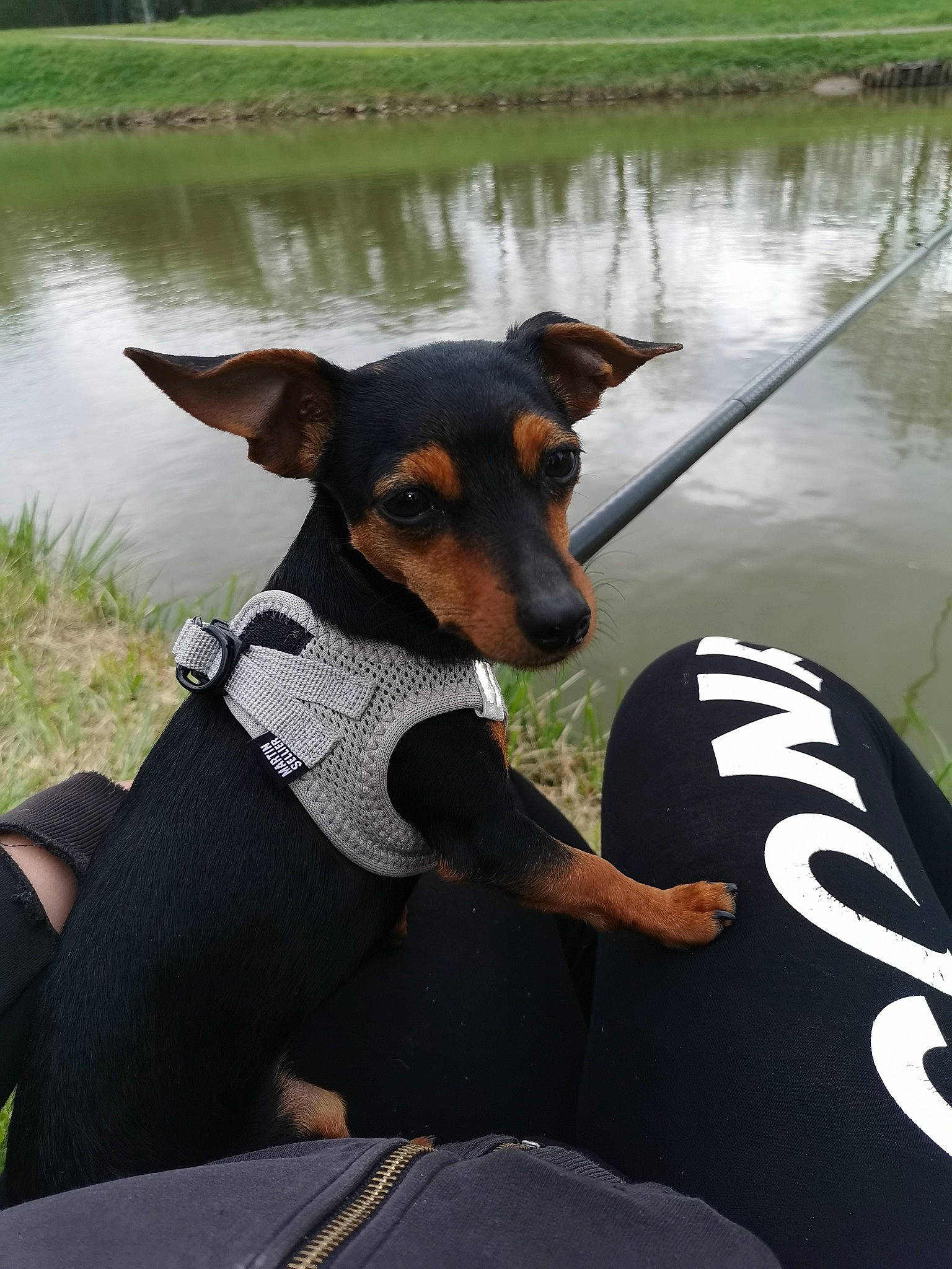 Plume participe au concours pour gagner de l'argent avec cette photo : canidae, carnivore, collar, companion_dog, dobermann, dog, dog_breed, dog_collar, dog_supply, fawn, grass, lake, plant, reservoir, sporting_group, toy_dog, vertebrate, water, working_animal, working_dog