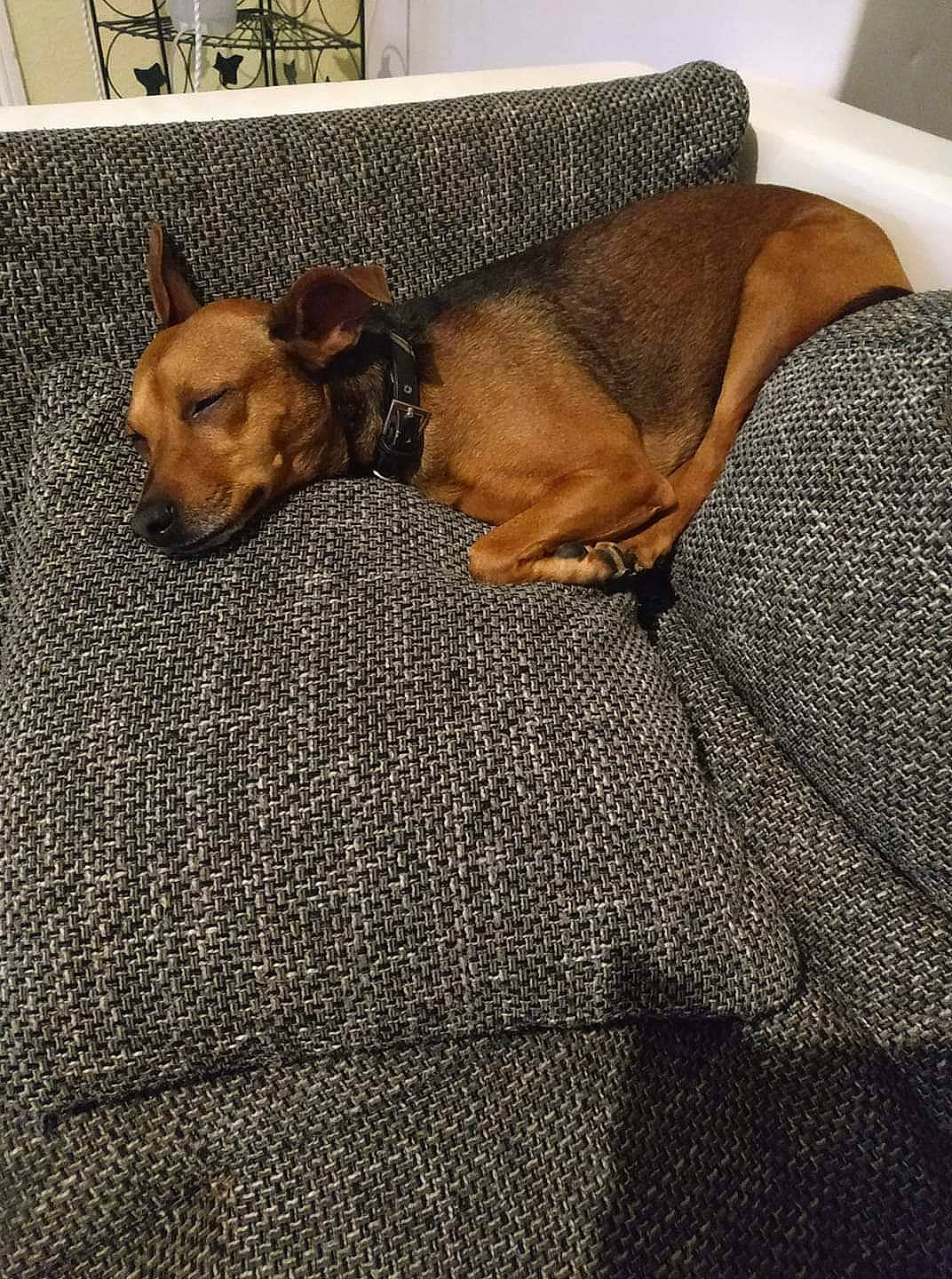 Myla a rejoint le concours — aidez-le/la à gagner de superbes lots ! blanket, brown, canidae, carnivore, comfort, companion_dog, dog, dog_breed, dog_supply, fawn, floor, flooring, fur, linens, nap, room, sporting_group, terrestrial_animal, wood, woven_fabric