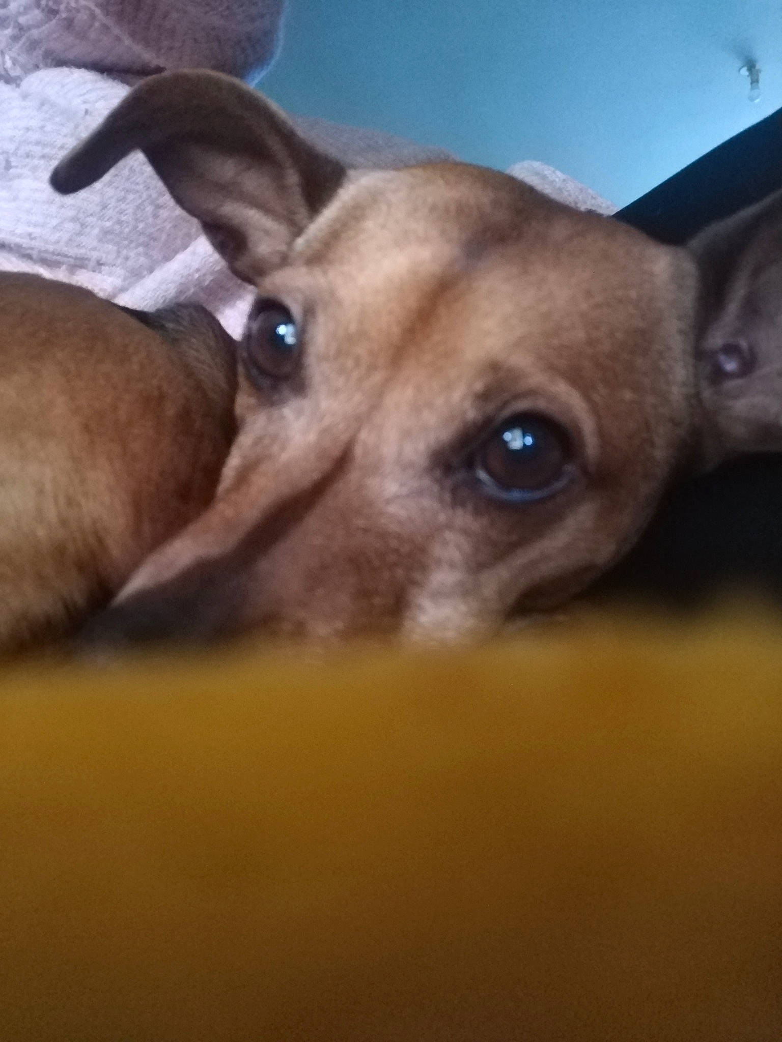 Myla participe au concours pour gagner de l'argent avec cette photo : canidae, carnivore, companion_dog, deer, dog, dog_breed, ear, fawn, felidae, fur, nap, sighthound, snout, sporting_group, terrestrial_animal, toy_dog, whiskers, wildlife, wood, working_animal