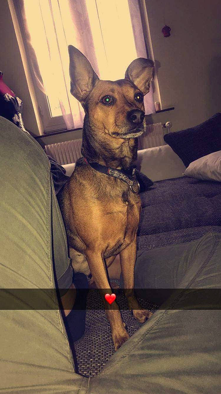 Myla participe au concours pour gagner de l'argent avec cette photo : canidae, carnivore, chihuahua, collar, comfort, companion_dog, dog, dog_breed, dog_collar, dog_supply, ear, fawn, fur, prazsky_krysarik, russkiy_toy, snout, sporting_group, toy_dog, whiskers, working_animal