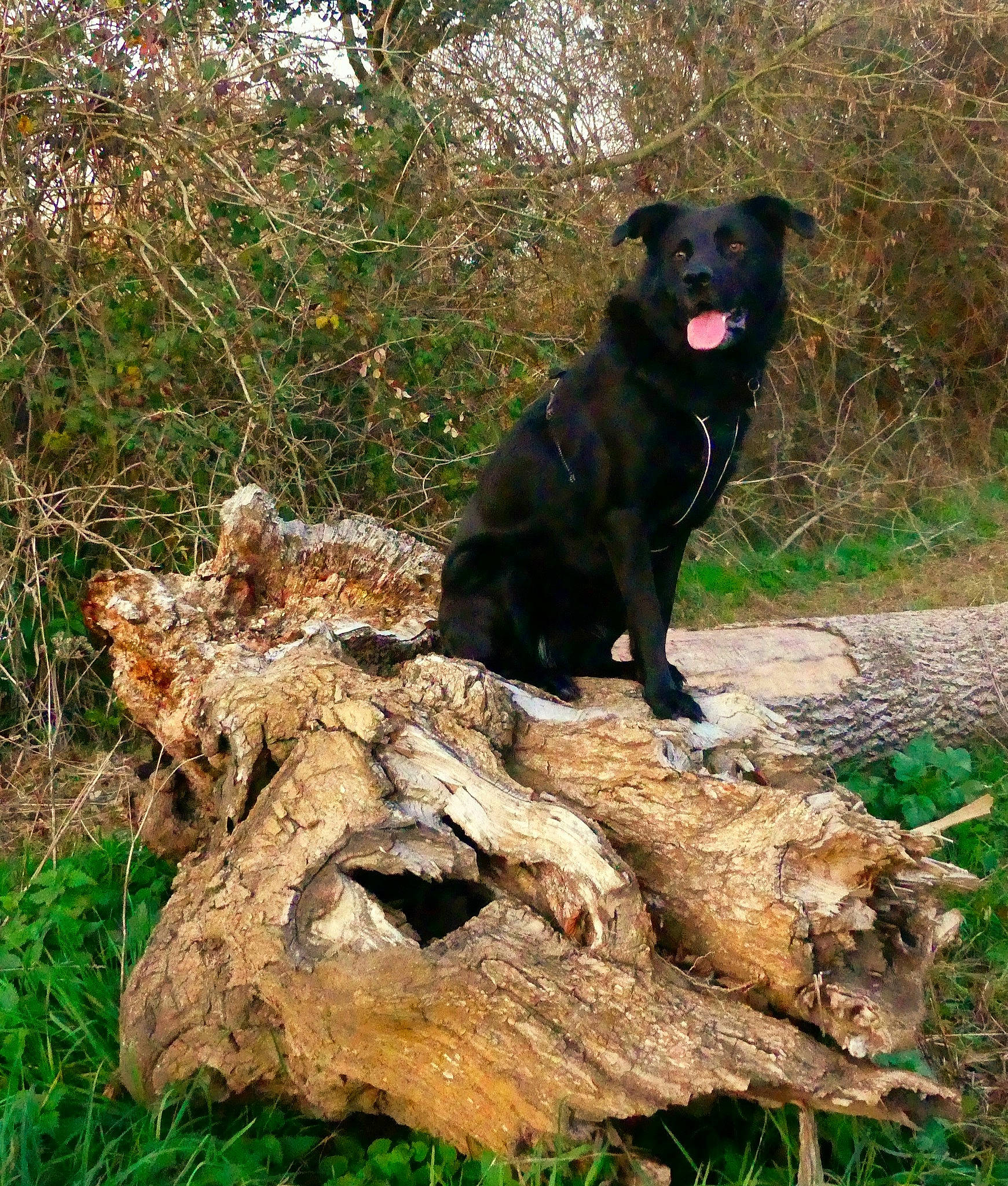 Maddy participe au concours pour gagner de l'argent avec cette photo : canidae, carnivore, collar, companion_dog, dog, dog_breed, driftwood, fur, gun_dog, hunting_dog, labrador_retriever, mammal, retriever, snout, sporting_group, terrestrial_animal, tongue, trunk, wood, working_animal