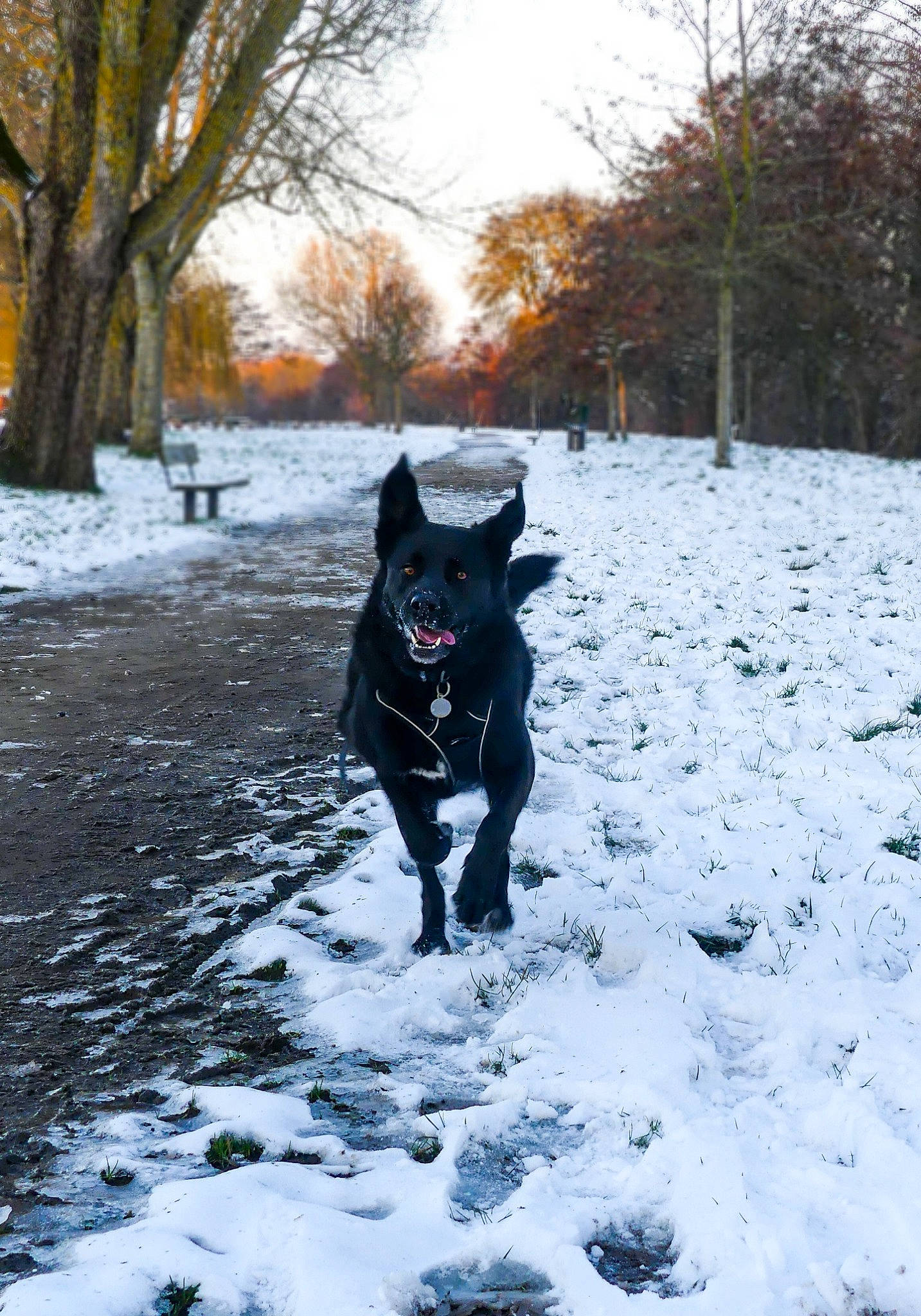 Maddy participe au concours pour gagner de l'argent avec cette photo : canidae, carnivore, dog, dog_breed, dog_walking, electric_blue, freezing, geological_phenomenon, grass, guard_dog, plant, recreation, sky, snout, snow, sporting_group, tail, tree, walking, winter