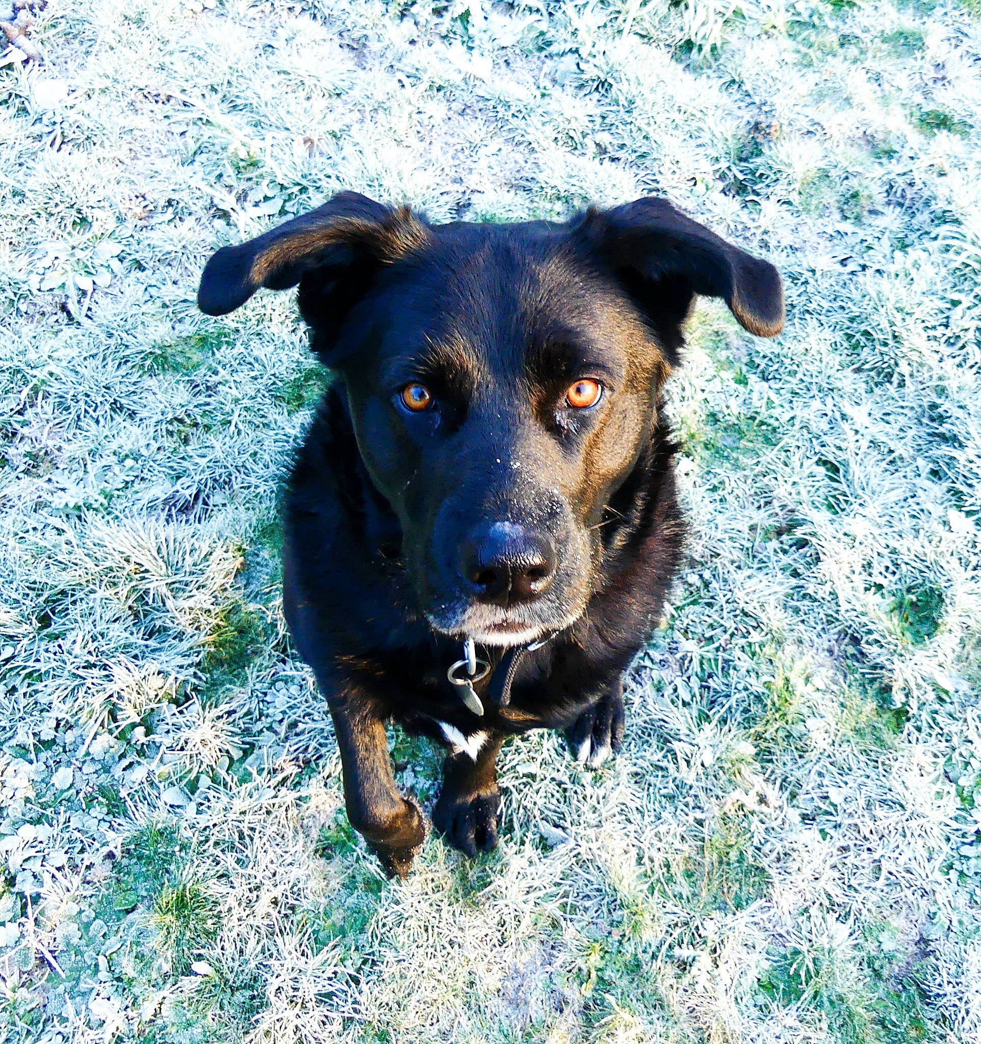 Maddy participe au concours pour gagner de l'argent avec cette photo : carnivore, companion_dog, dog, dog_breed, electric_blue, grass, guard_dog, hunting_dog, plant, shadow, snout, sporting_group, whiskers, working_animal, working_dog