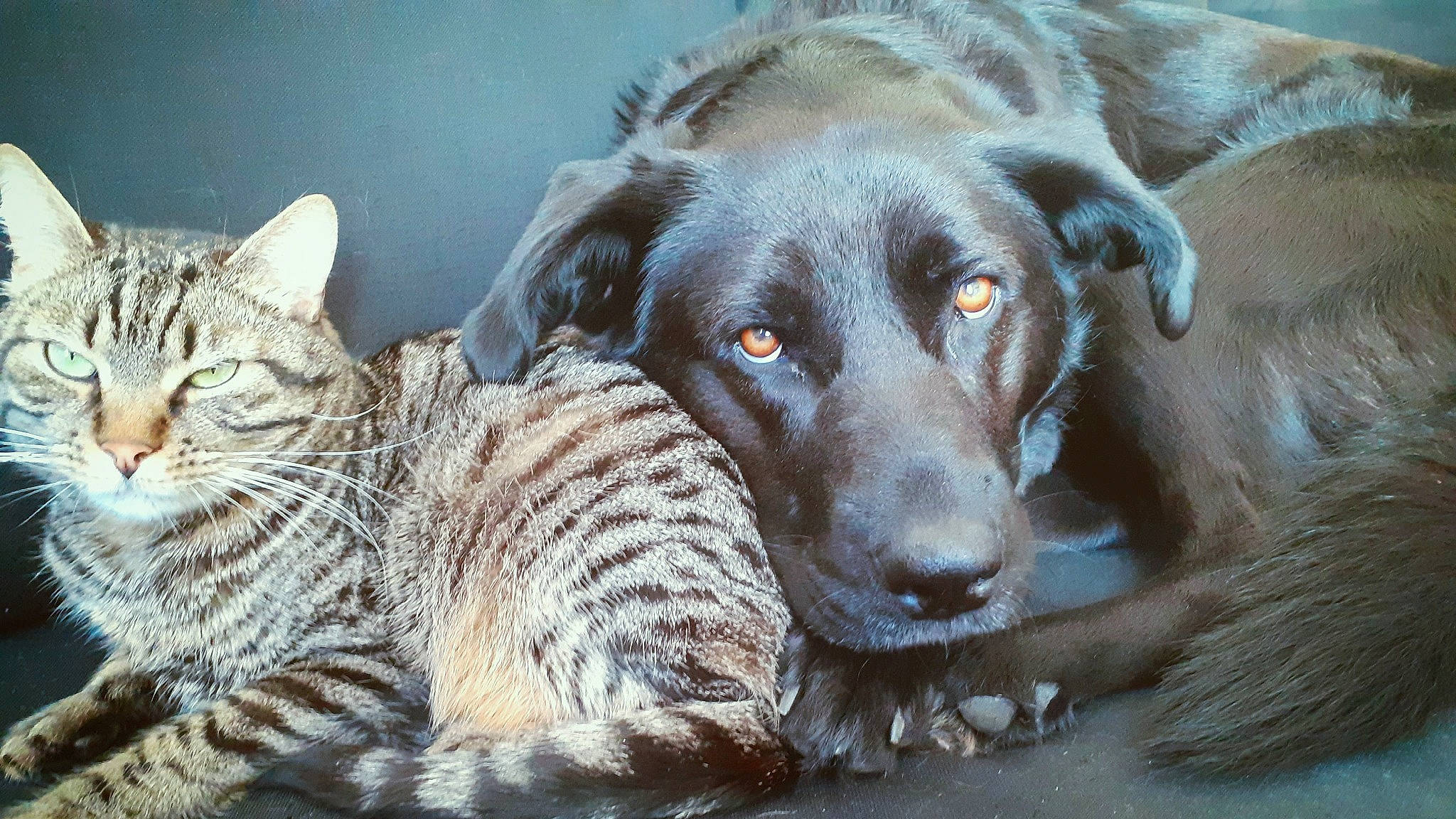 Ithaque a rejoint le concours — aidez-le/la à gagner de superbes lots ! canidae, carnivore, cat, chesapeake_bay_retriever, dog, dog_breed, fawn, felidae, labrador_retriever, mammal, retriever, small_to_medium_sized_cats, snout, sporting_group, vertebrate, whiskers