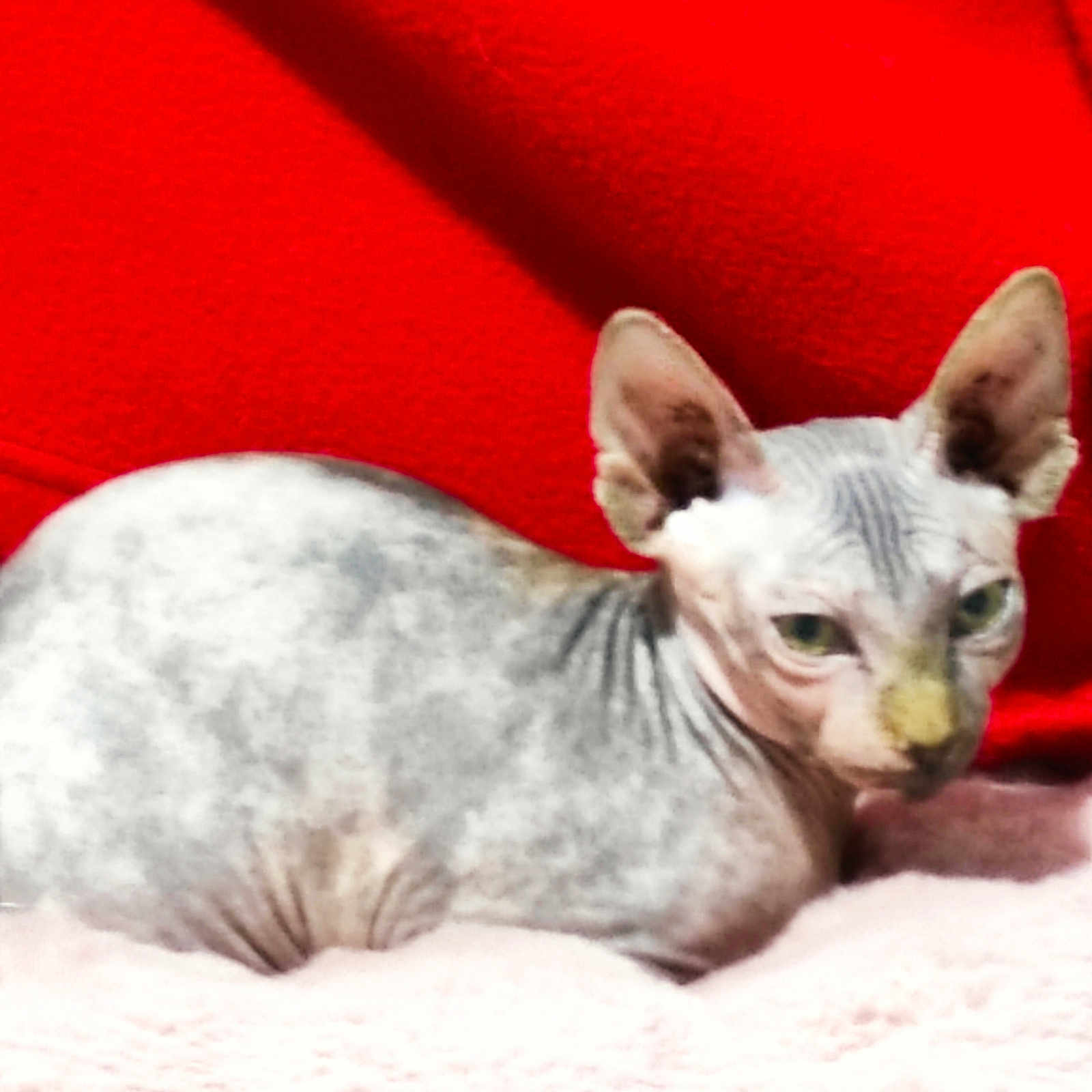 Isis participe au concours pour gagner de l'argent avec cette photo : animal, cat, close_up, cute, domestic_animal, ears, feline, furless, green_eyes, hairless, indoor, looking, pet, pink_blanket, portrait, red_background, resting, soft_texture, sphynx_cat, wrinkled_skin