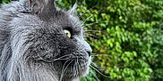 Pheton participe au concours pour gagner de l'argent avec cette photo : cat, fluffy, gray, whiskers, profile, outdoor, nature, greenery, blue_sky, closeup, pet, animal, fur, portrait, curious, calm, daylight, mammal, collar, peaceful