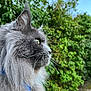 cat, fluffy, gray, whiskers, profile, outdoor, nature, greenery, blue_sky, closeup, pet, animal, fur, portrait, curious, calm, daylight, mammal, collar, peaceful