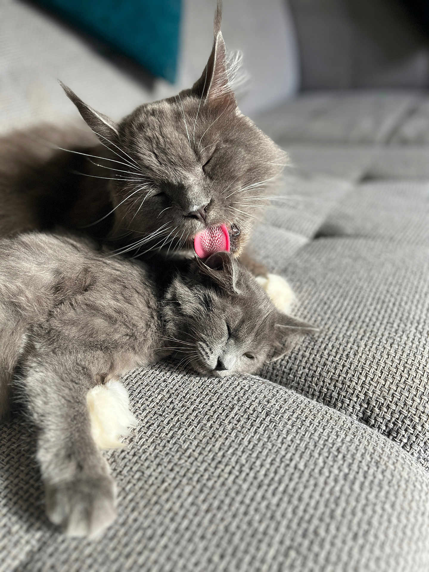 Pheton a rejoint le concours — aidez-le/la à gagner de superbes lots ! cat, cats, gray_cat, licking, tongue, sleeping_cat, couch, furniture, cozy, relaxing, pets, whiskers, feline, closeup, indoor, soft_light, texture, companion, affection, resting