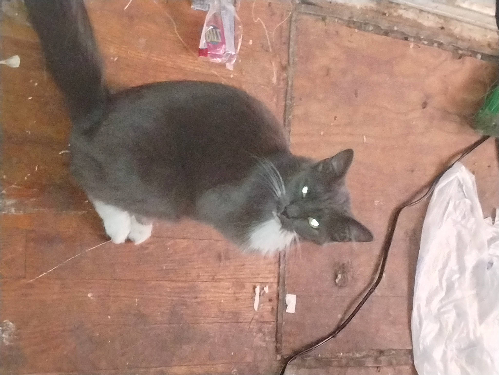 Khaleesi is registered to the contest to win money with this photo: black_cat, carnivore, cat, domestic_short_haired_cat, felidae, floor, flooring, fur, grey, hardwood, small_to_medium_sized_cats, tail, whiskers, wood